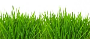 Lawn Grass