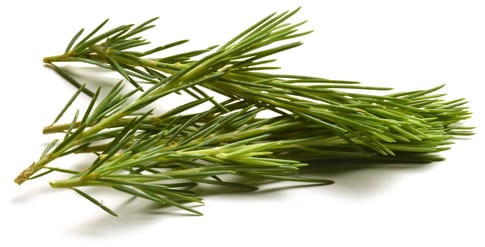 Green Long Needle Pine Spray - 30 | Greenery Gal